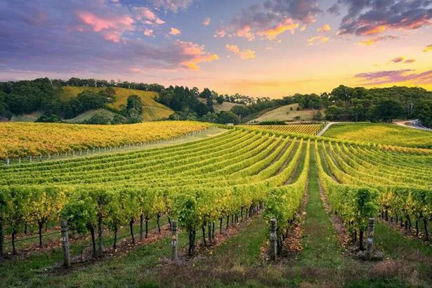 Società Agricola Vivai Righi vitigni
