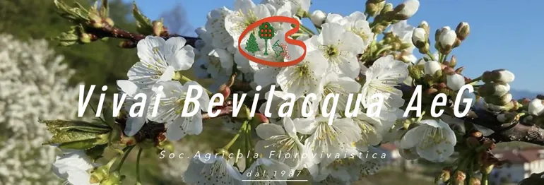 prodotto aziendale Vivai Bevilacqua A. & C. Azienda Agricola
