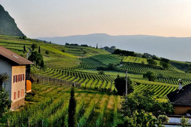 Azienda Agricola Perantoni Mario e Giuseppe SS Pastrengo 