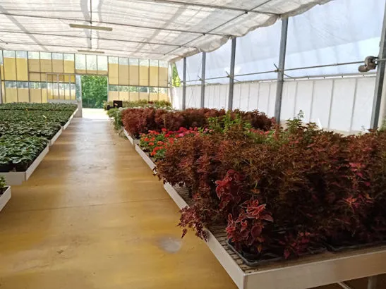 img interno vivaio mazzocchi elena floricultura