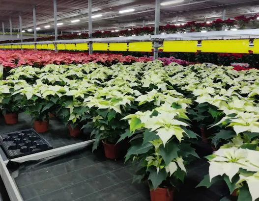 Floricoltura Fezzi Silvano