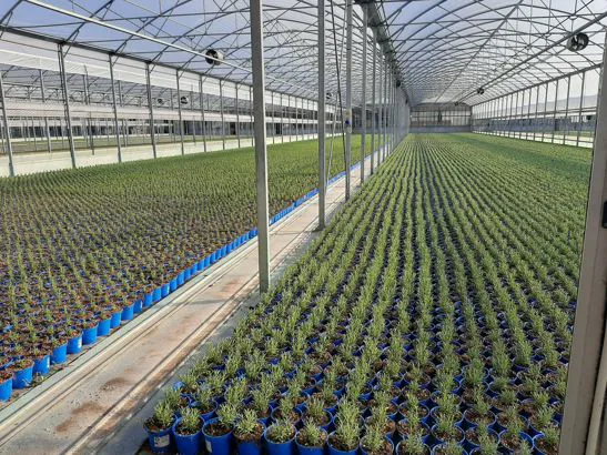 Foto azienda bonato federico