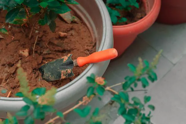 immagine con vaso terra paletta da giardino