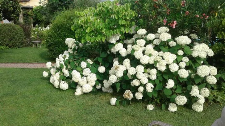 giardino con fiori