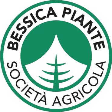 Bessica Piante