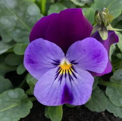 produzione piante fiorite